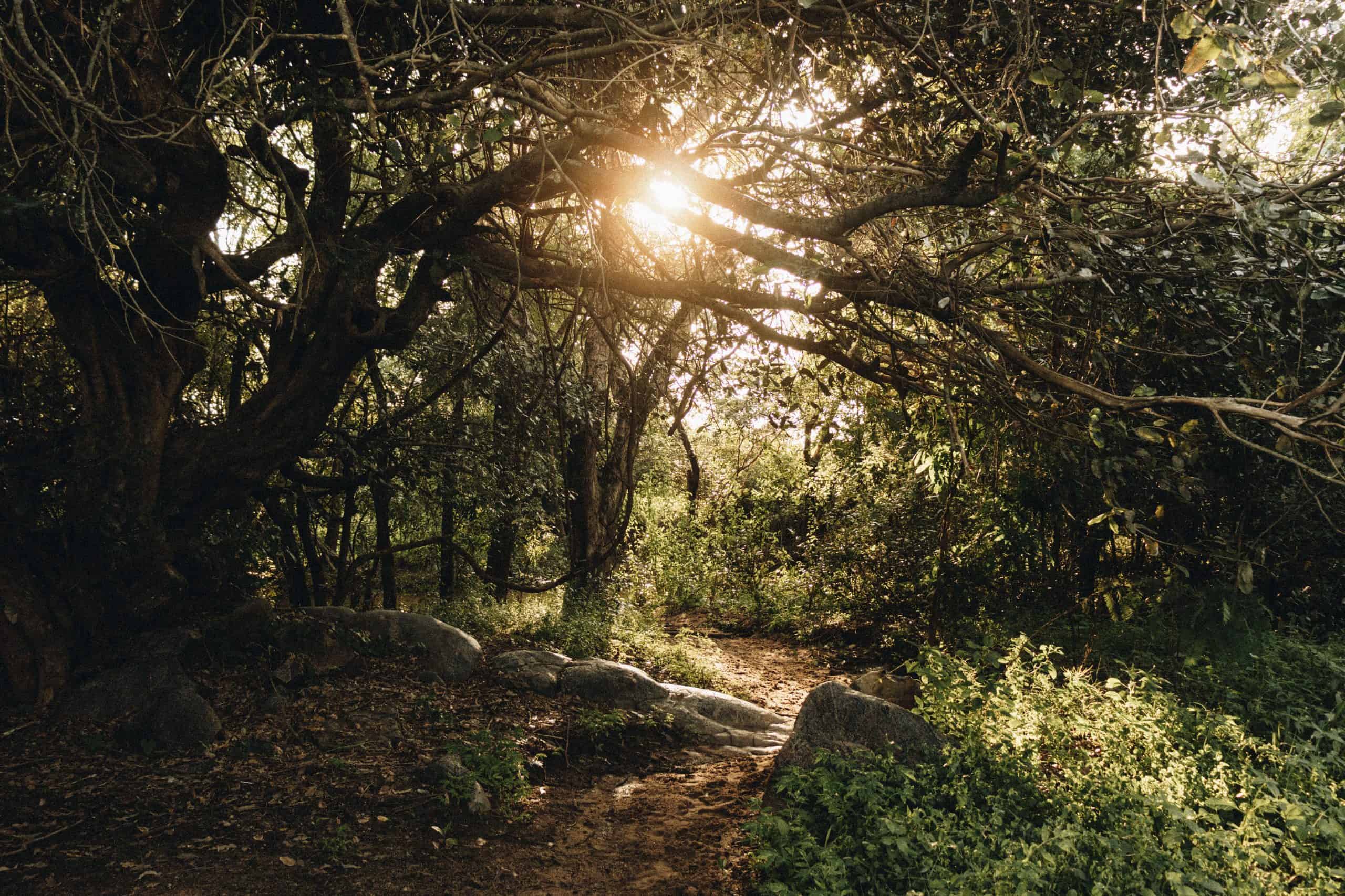 The Healing Power Of Nature